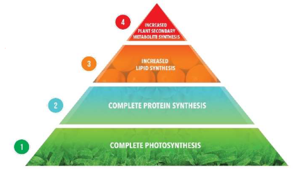 Key balances help pollinators and biocontrol agents to do their job