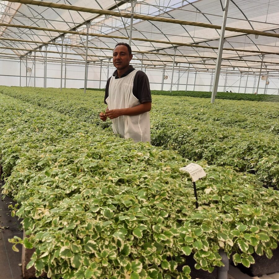 Florensis takes next step in Plant Empowerment to explore nutrition and resilience.