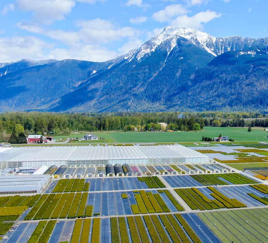 Qualitree: using Plant Empowerment for lavender paid off