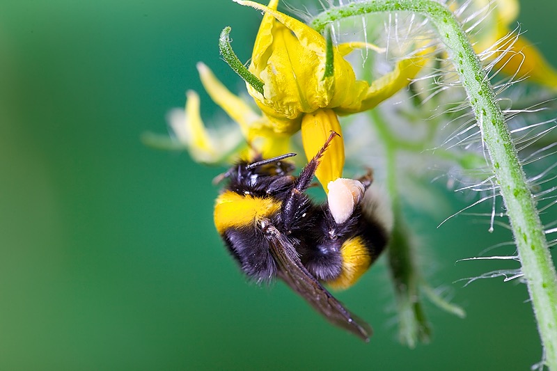 Online course: Cracking the code of winter pollination