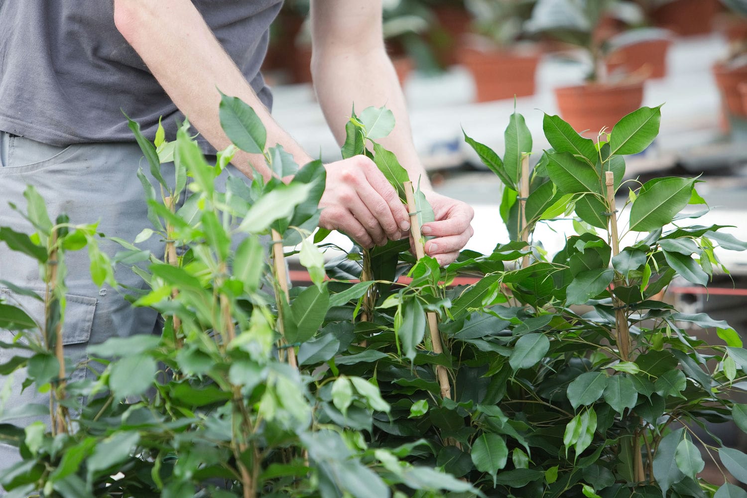 Data-driven growing keeps Forever Plants ahead of the curve