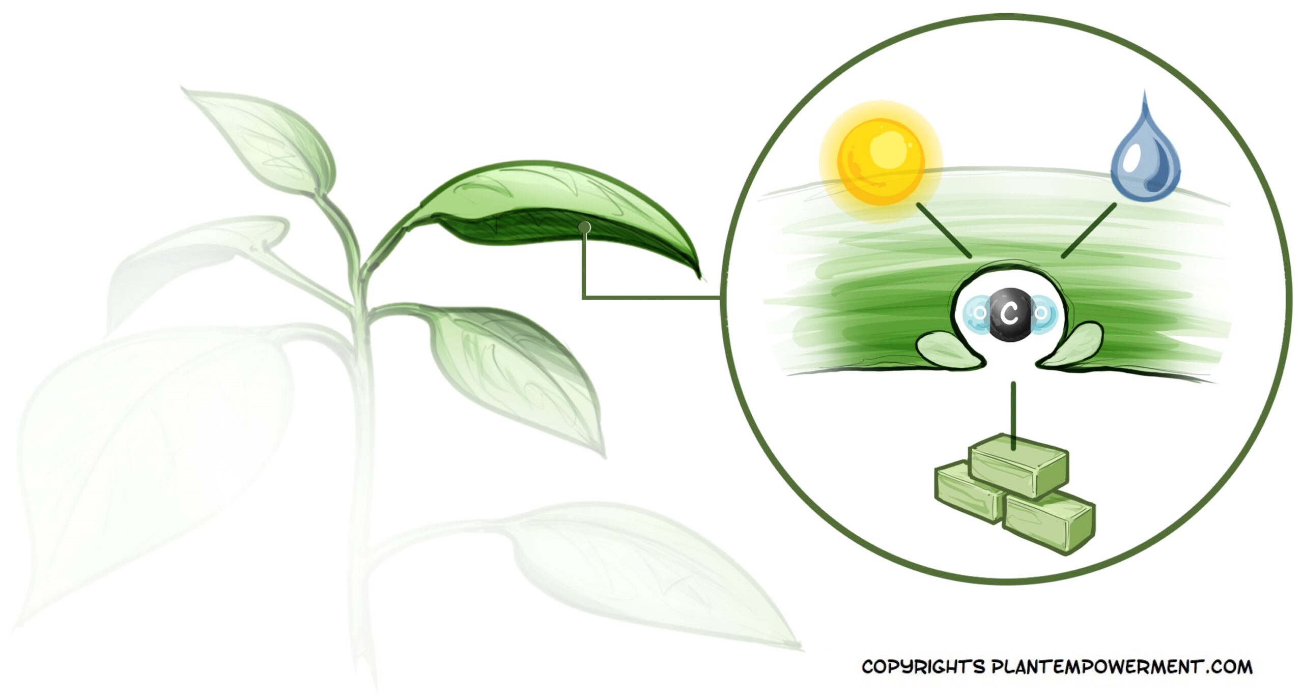 Whitepaper series: Empowering Plants