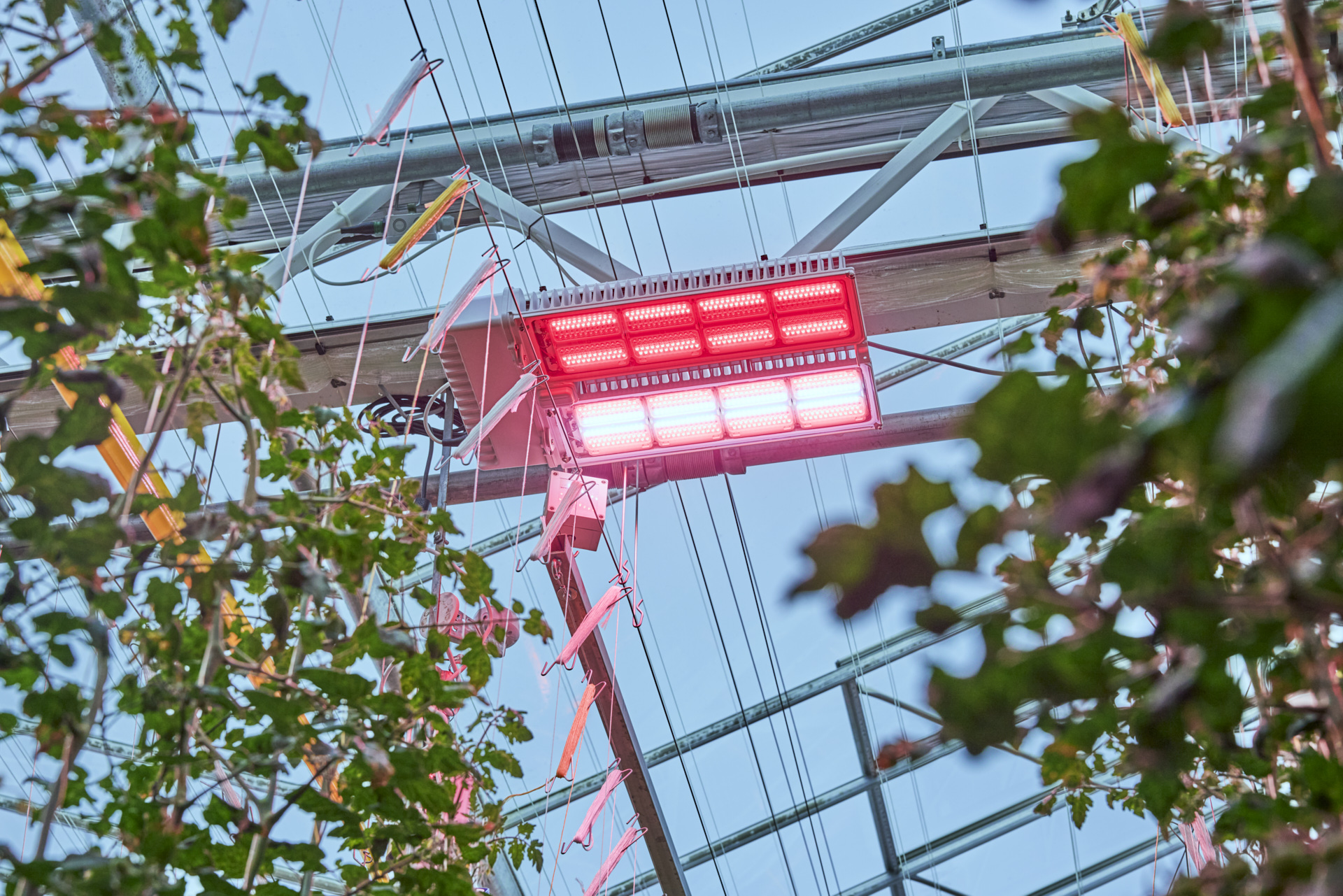 Signify joins the Plant Empowerment network as lighting partner