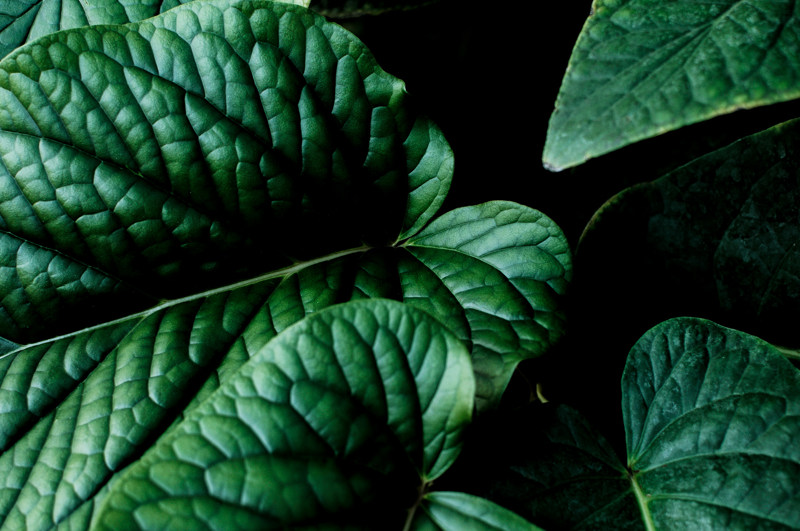 Mastering the dynamics of your plant