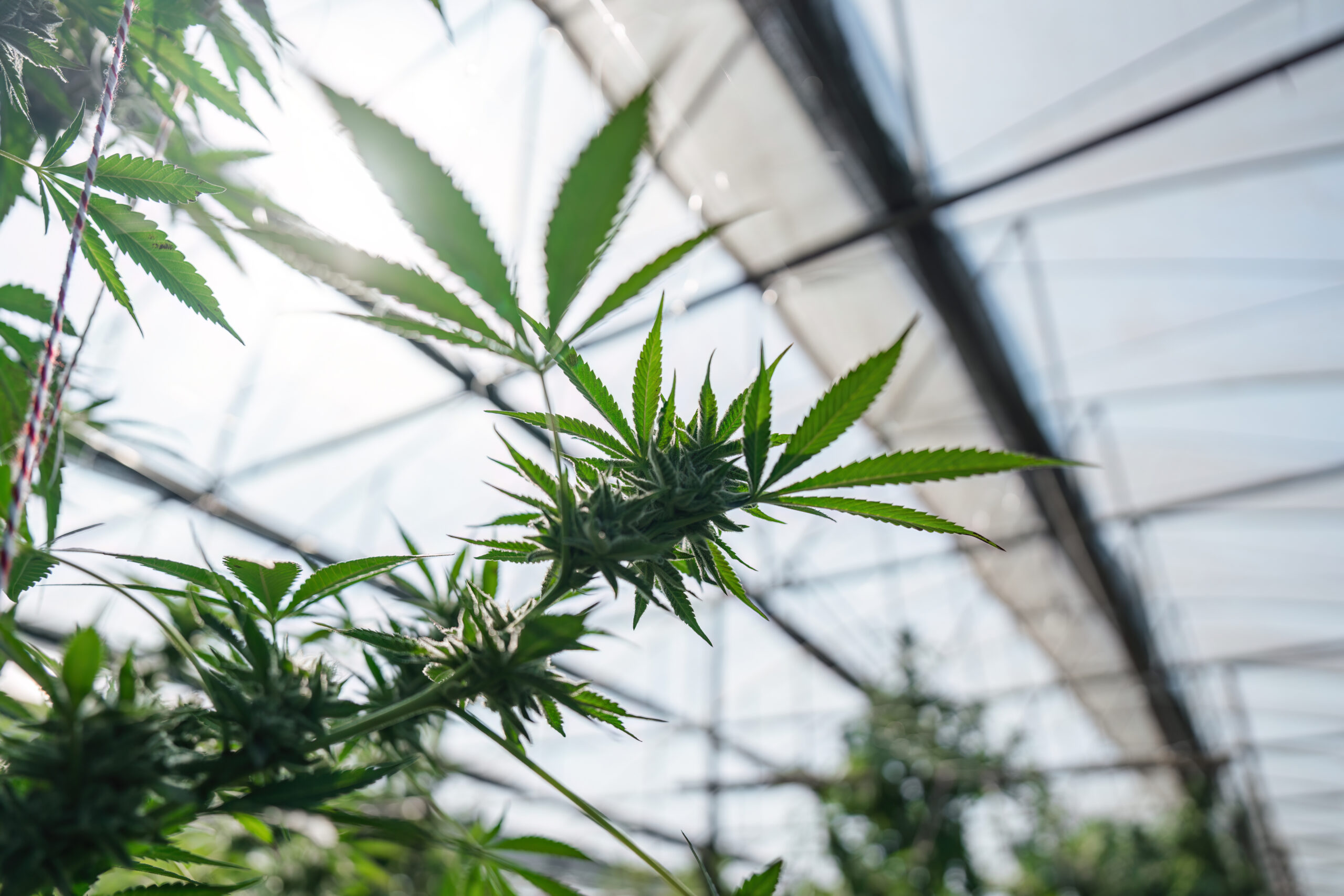 A game-changer for medicinal cannabis