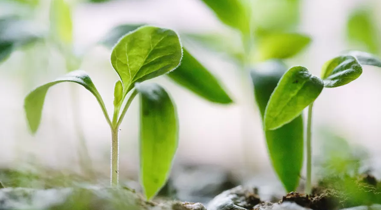 Free webinar Series: Implementing Plant Empowerment