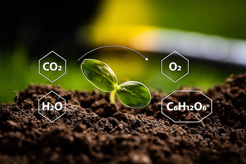 Free webinar: Photosynthesis