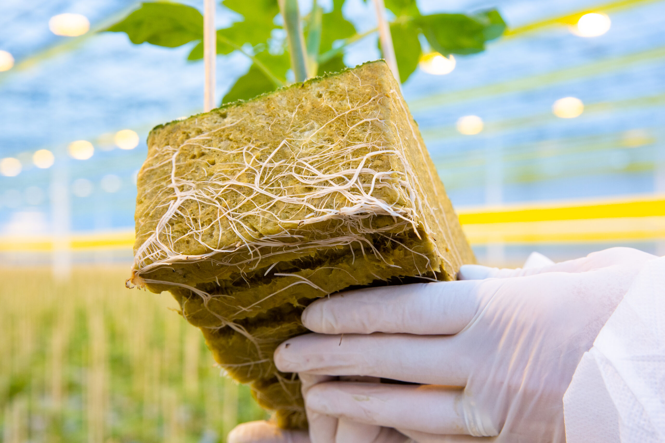 How do you create a healthy rootzone in greenhouse crops?