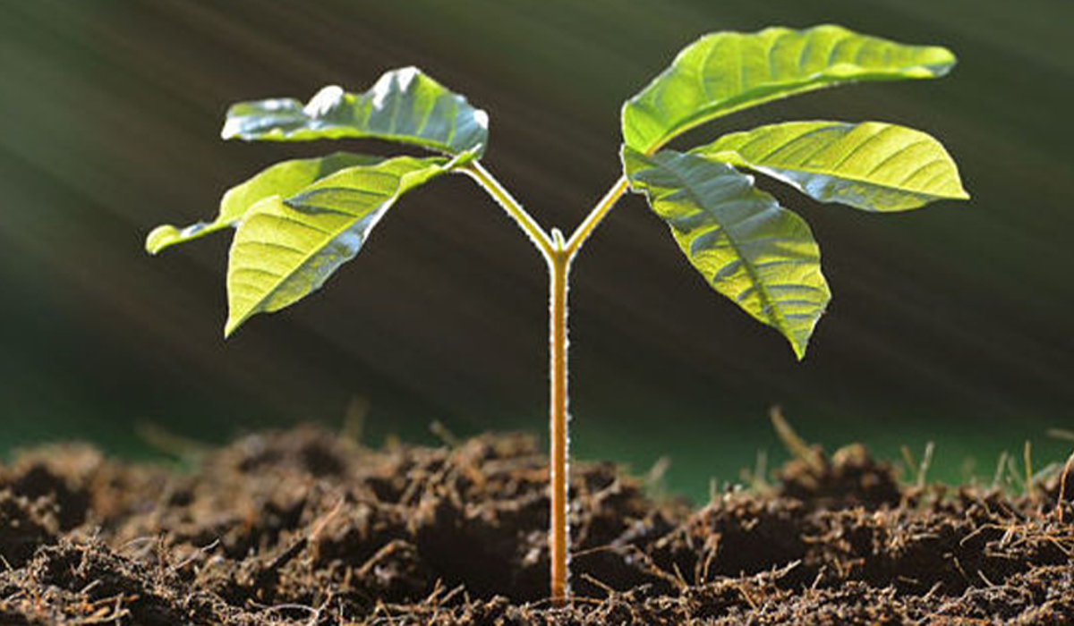 The basics of Plant Health