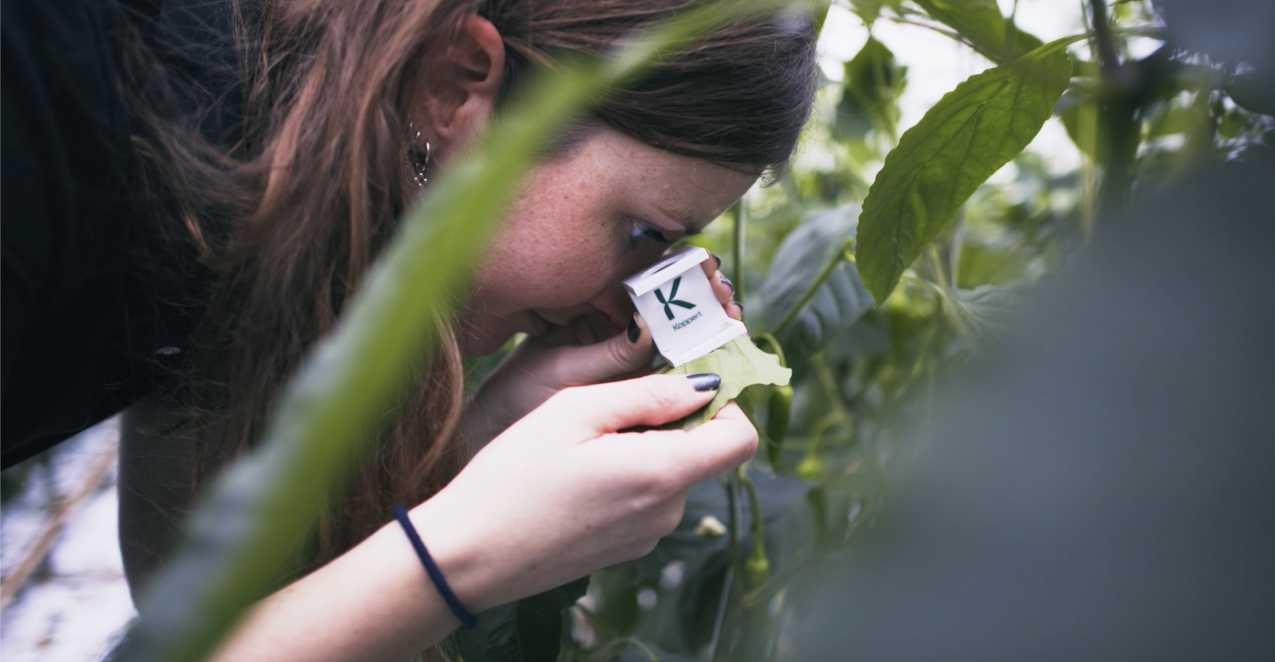 Why do spider mites keep coming back in your greenhouse?