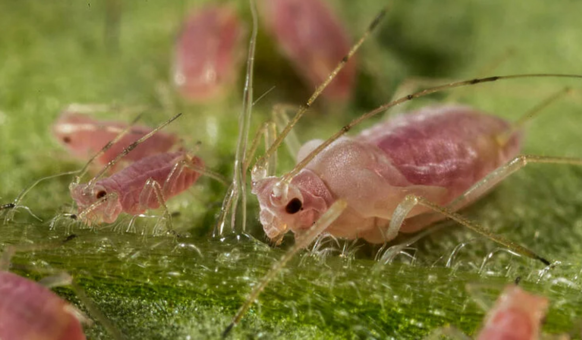 How to actively prevent pests