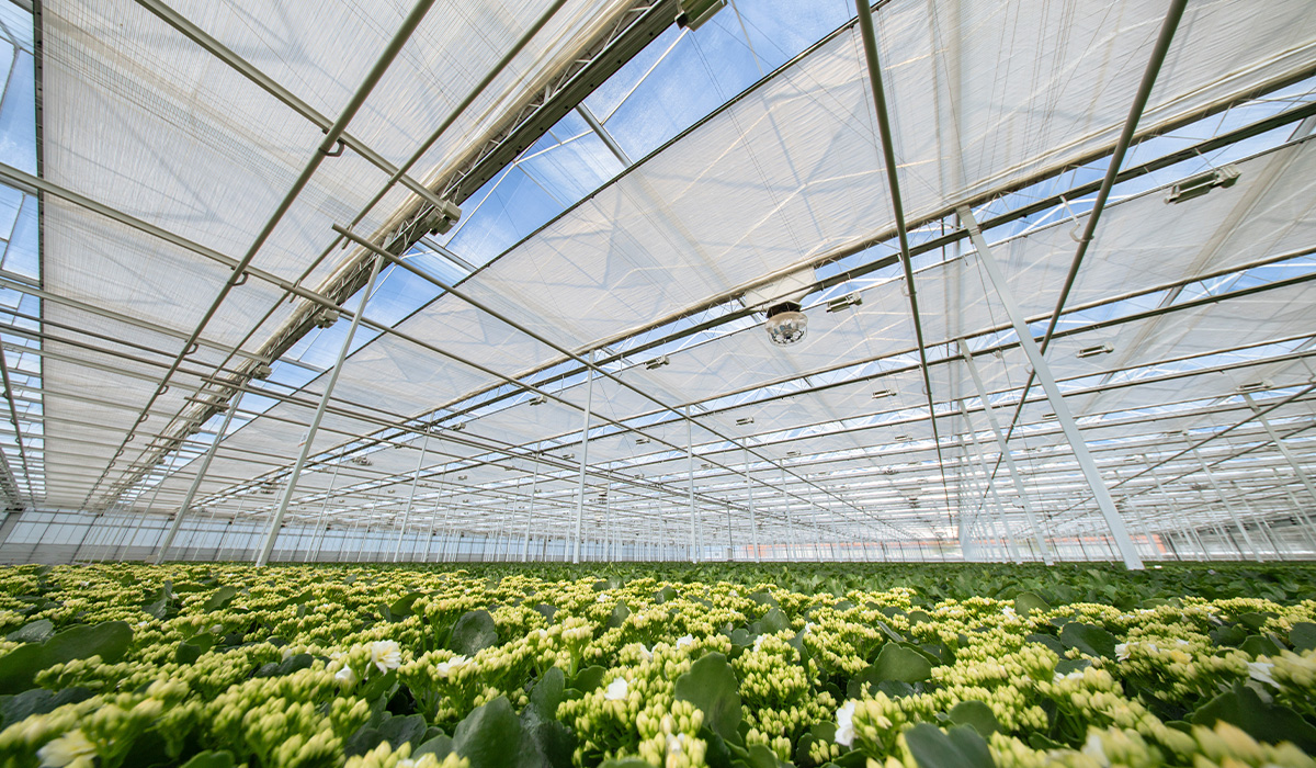 How to grow crops under light abatement screens