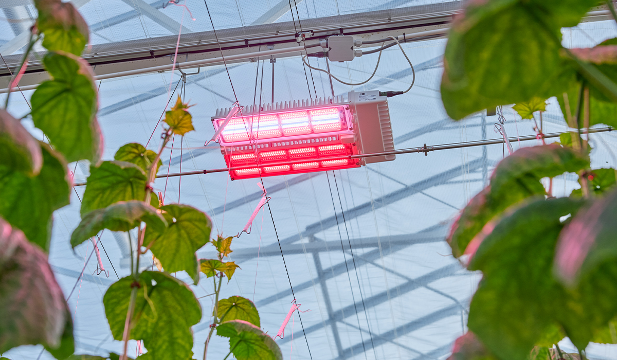 How to optimize light-use efficiency