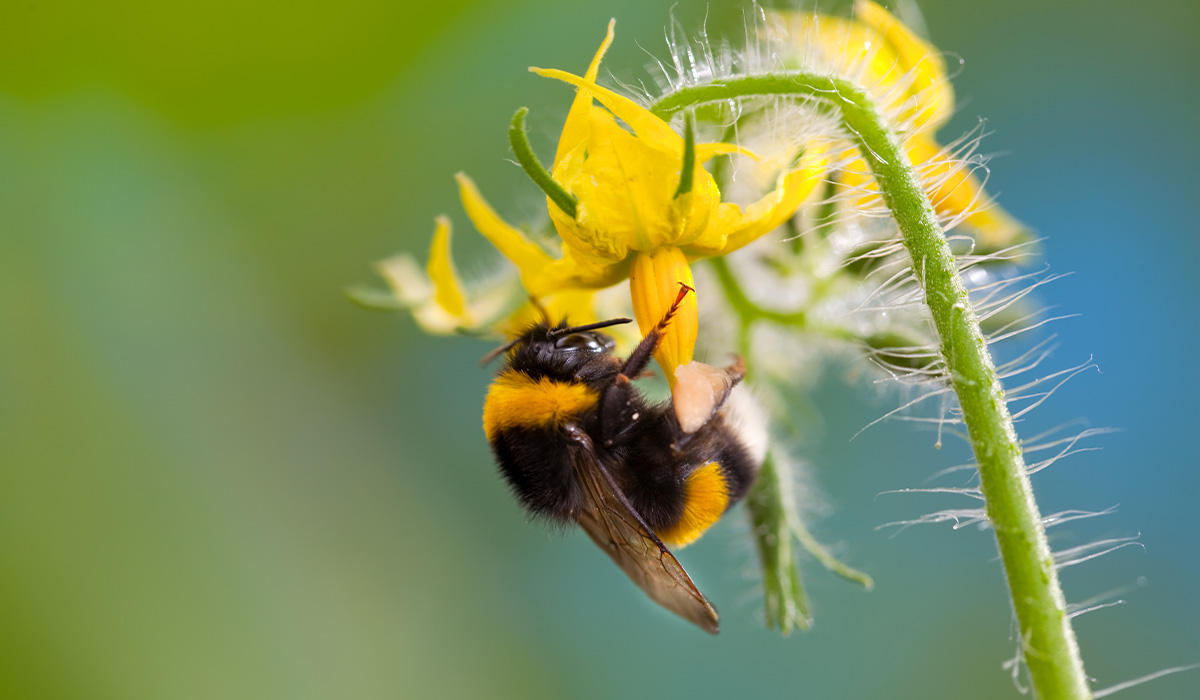 How to achieve successful pollination