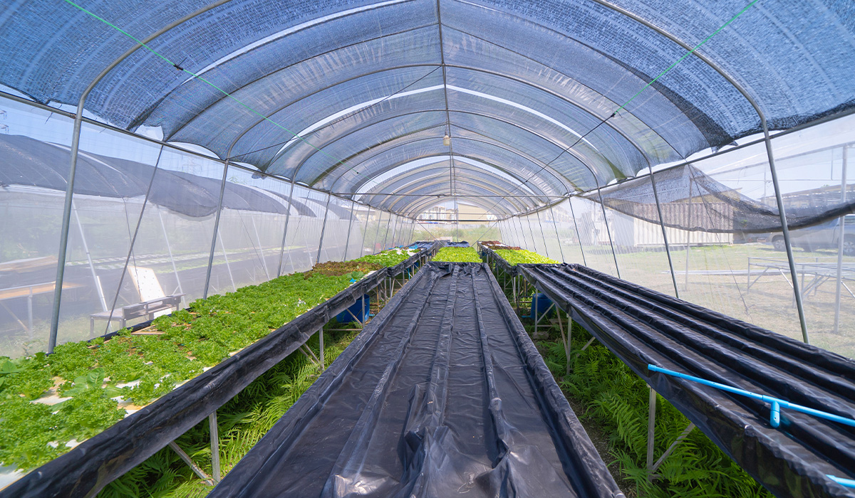 How to cultivate crops in non-heated plastic tunnels