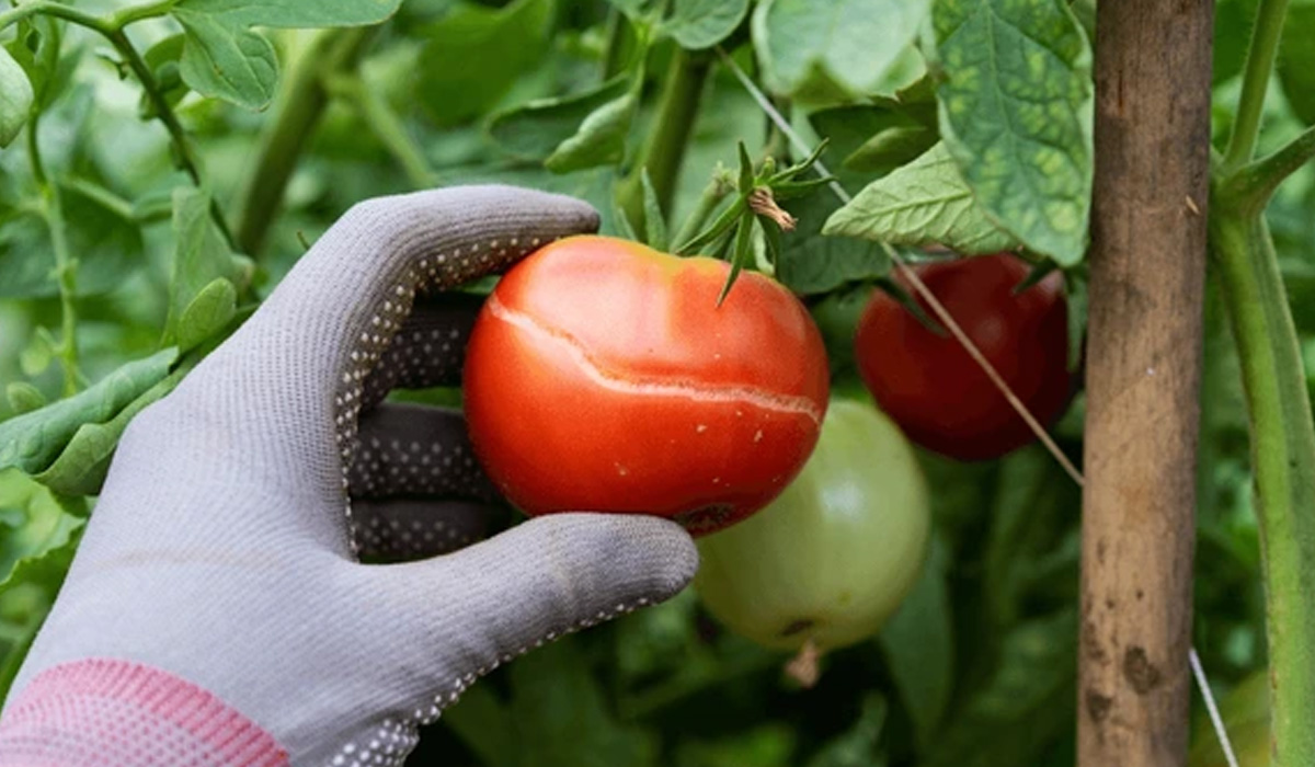 How to produce fewer cracked fruits