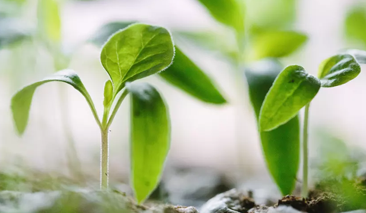 Free webinar series: Implementing Plant Empowerment