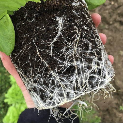 Cultivating resilience in the rootzone